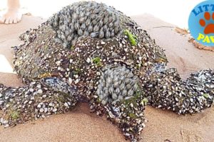Rescue Sea Turtles, Removing Barnacles from Poor Sea Turtles Compilation