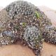 Rescue Sea Turtles, Removing Barnacles from Poor Sea Turtles Compilation