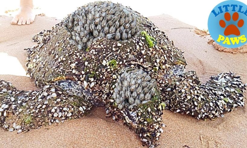 Rescue Sea Turtles, Removing Barnacles from Poor Sea Turtles Compilation