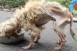 Rescue an Abandoned Dog That Will Melt Your Heart, Now Watch His Transformation