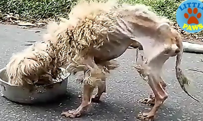 Rescue an Abandoned Dog That Will Melt Your Heart, Now Watch His Transformation