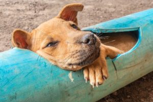 Rescue little dog stuck in plastic pipe and give dog food