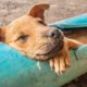 Rescue little dog stuck in plastic pipe and give dog food