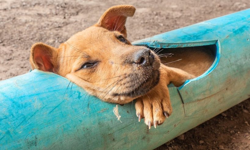 Rescue little dog stuck in plastic pipe and give dog food