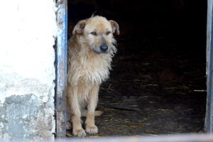 Rescue of a Sad Dog Who Forgot To Live