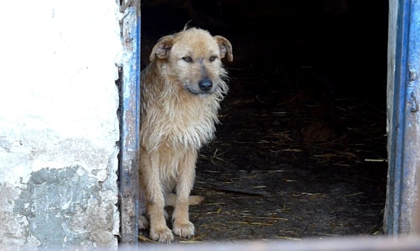 Rescue of a Sad Dog Who Forgot To Live