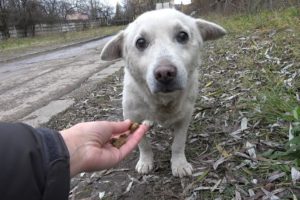 Rescue of a Scared Homeless Dog with a Broken Heart