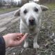 Rescue of a Scared Homeless Dog with a Broken Heart