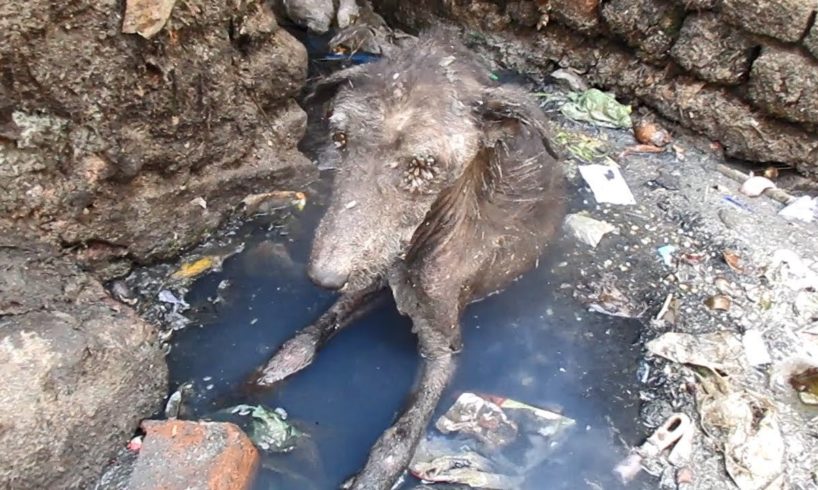 Rescue of heart-broken dog dying alone in sewage