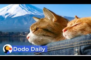 Rescued Cats Explore Mt. Fuji With New Parents | Best Animal Videos | The Dodo Daily