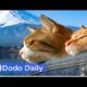 Rescued Cats Explore Mt. Fuji With New Parents | Best Animal Videos | The Dodo Daily