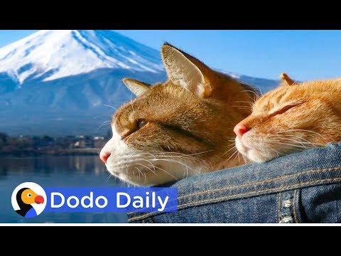 Rescued Cats Explore Mt. Fuji With New Parents | Best Animal Videos | The Dodo Daily