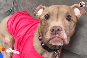 Rescued Pit Bull Has Amazing Special Ability - ALADDIN | The Dodo Pittie Nation