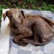 Rescued Street Dog Is Unrecognizable Now | The Dodo Faith = Restored