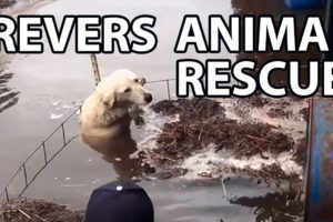 Reverse animal rescue compilation