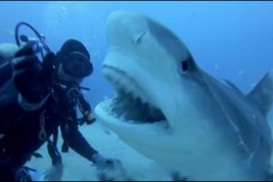 SCARY SHARK ATTACKS captured by GoPros compilation Vol.1