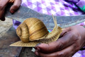 SNAIL RECIPE || How To Cook Snails || Snail Recipe by villagers| Country foods