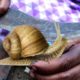 SNAIL RECIPE || How To Cook Snails || Snail Recipe by villagers| Country foods