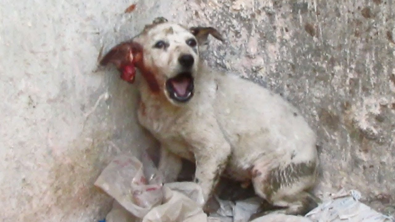 Screaming from pain, puppy rescued with torn ear