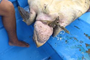 Sea Turtle Entangled in Ghost Net Rescued