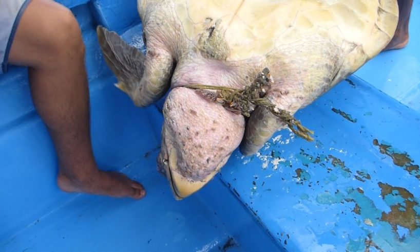 Sea Turtle Entangled in Ghost Net Rescued