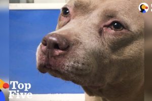 Shelter Dog Cries Until She Meets New Family + Other Happy Animal Rescues | The Dodo Top 5