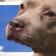 Shelter Dog Cries Until She Meets New Family + Other Happy Animal Rescues | The Dodo Top 5