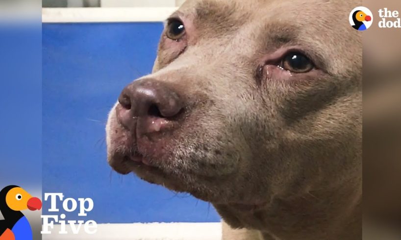 Shelter Dog Cries Until She Meets New Family + Other Happy Animal Rescues | The Dodo Top 5