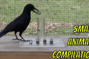 Smart Animals Compilation