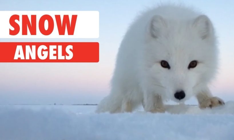 Snow Angels | Animals Playing In The Snow