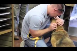 So Touching! You Have To See This Dog's Reaction To Being Rescued, I'm Almost In Tears!