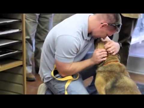 So Touching! You Have To See This Dog's Reaction To Being Rescued, I'm Almost In Tears!