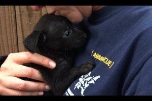 South Carolina Puppy Mill Rescue