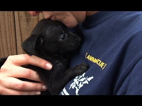 South Carolina Puppy Mill Rescue