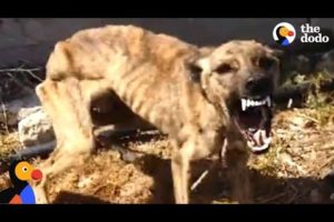 Starved, Scared Dog is Transformed By Love | The Dodo