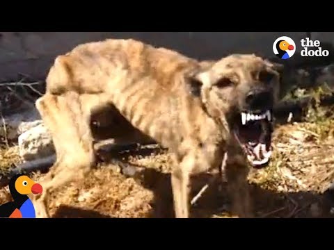 Starved, Scared Dog is Transformed By Love | The Dodo