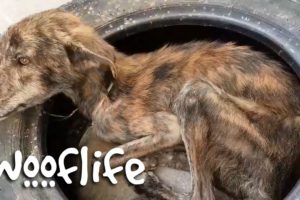 Stray Dog With Only Bones Miracle Transformation | Dog Rescue Stories