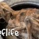 Stray Dog With Only Bones Miracle Transformation | Dog Rescue Stories