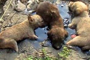 Stuck for hours in rock-solid tar, puppies rescued. Watch til the end.