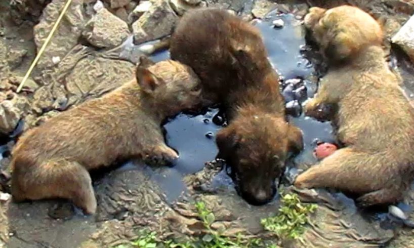 Stuck for hours in rock-solid tar, puppies rescued. Watch til the end.