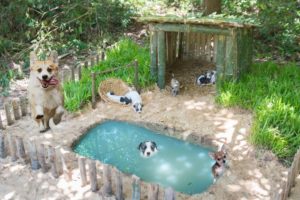 Survival Builder: Rescues Five Wild Puppies Lost Mum Building House And Pool