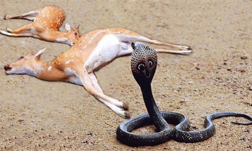 TOP 10 WILD || Toxic Animal Fights - Snake, Mouse, Scorpions, Spider, Lizrad