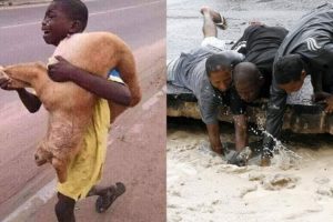 TOP Animal Rescues, Emotional/Inspiring/Funny Will Melt Your Heart Compilation.  REAL LIFE HEROES