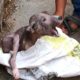 Terrified & in pain, puppy's amazing transformation after rescue
