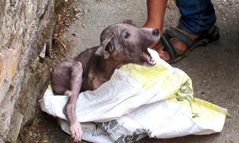 Terrified & in pain, puppy's amazing transformation after rescue