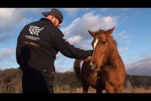 Texas Horse Rescue - Warning Graphic Footage