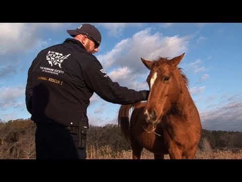 Texas Horse Rescue - Warning Graphic Footage