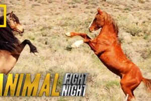 That's Some Dangerous Horseplay | Animal Fight Night