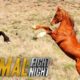 That's Some Dangerous Horseplay | Animal Fight Night