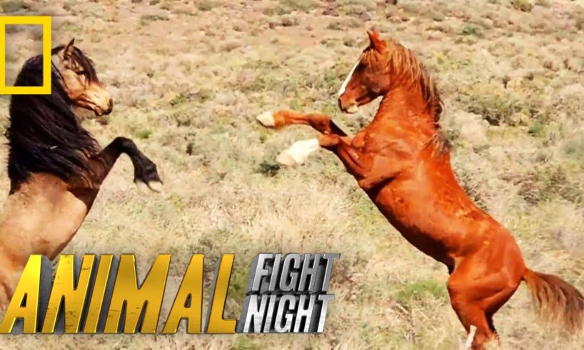 That's Some Dangerous Horseplay | Animal Fight Night